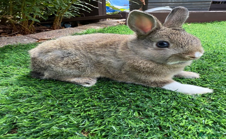 Netherland Dwarf rabbits - Advert 2