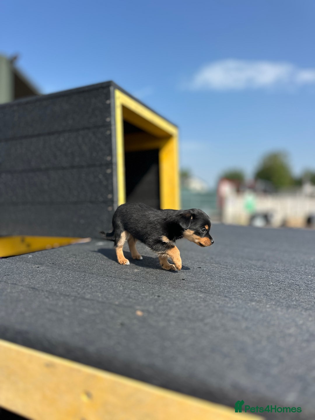 Chihuahua dogs for sale: Chihuahua X puppies  - Image 12