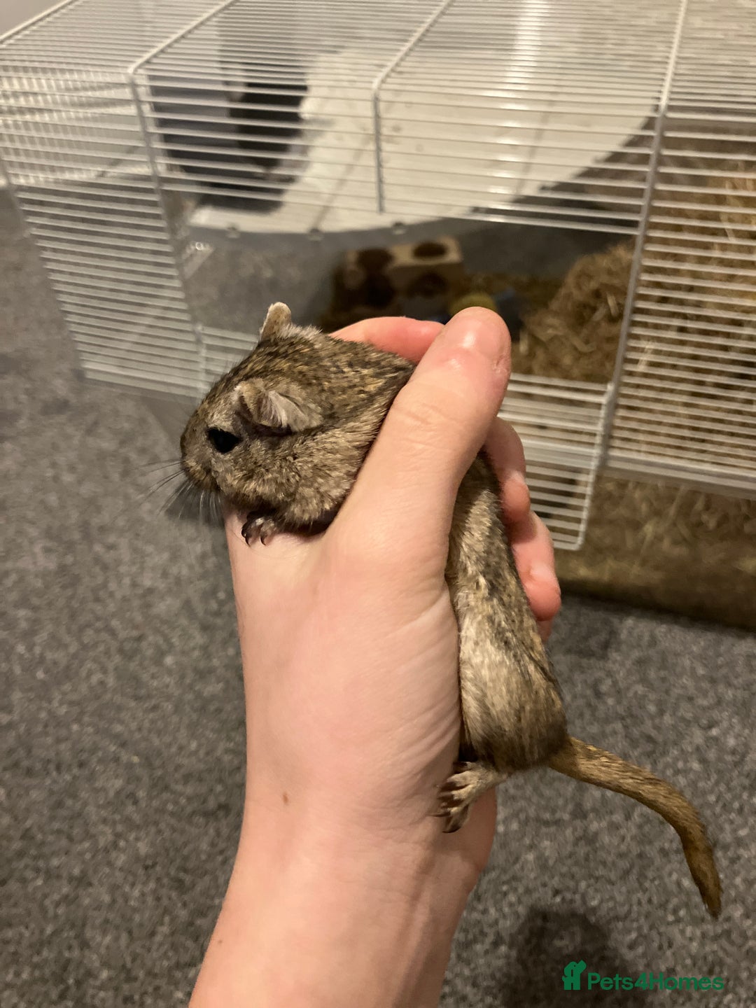 Gerbil rodents for sale: 2 female gerbils by blood sisters  - Advert 20