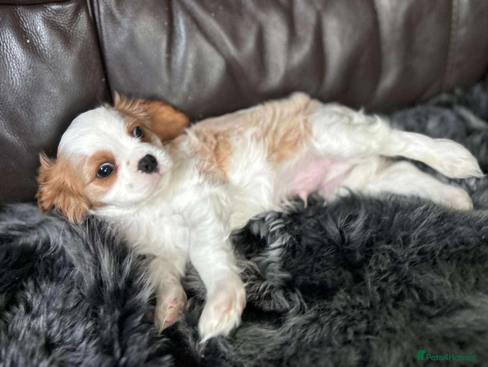 Cavalier King Charles Spaniel dogs Very lonely boy is looking for a new home  - Advert 8