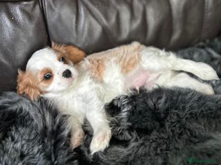 Cavalier King Charles Spaniel dogs Very lonely boy is looking for a new home - Advert 8