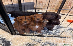 Cockapoo dogs for sale: Stunning toy size F1 cockapoo puppies - Image 18