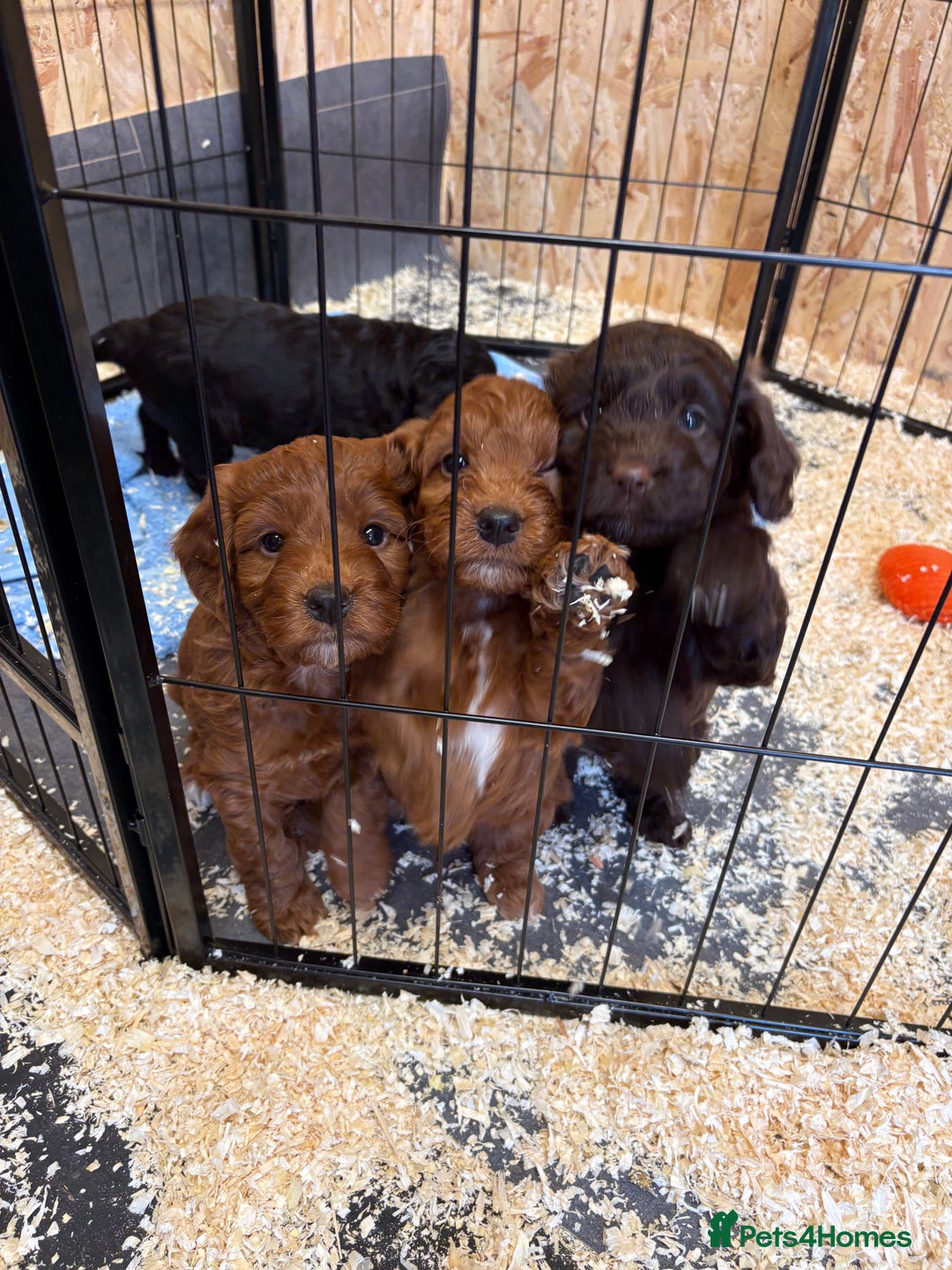 Cockapoo dogs for sale: Stunning toy size F1 cockapoo puppies - Image 18