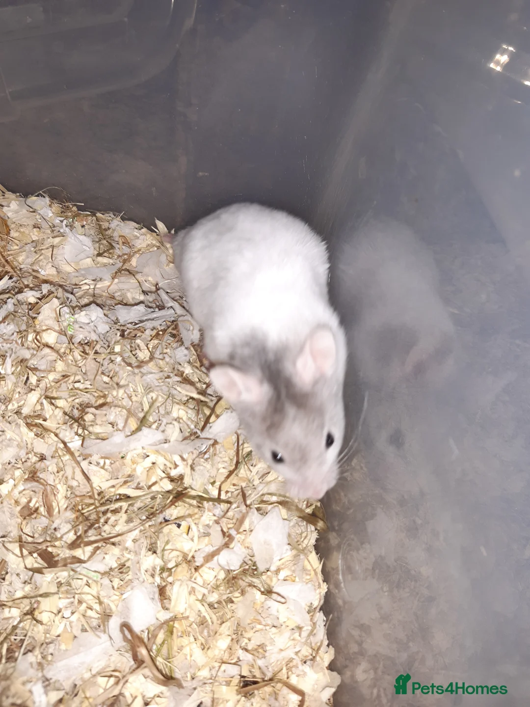 Hamster rodents for sale: Baby Syrian hamsters - Advert 10