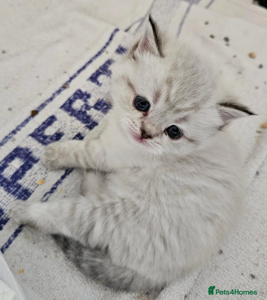 British Shorthair cats for sale: Black silver british shorthair kittens - Advert 2