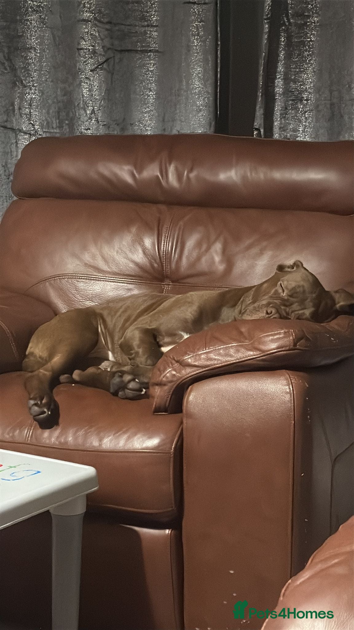 Mixed Breed dogs Lovely boy needing home  - Advert 1