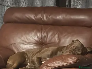 Mixed Breed dogs Lovely boy needing home - Advert 1