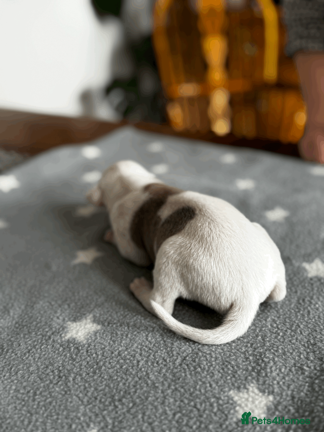 Whippet dogs for sale: KC Registered Small Whippet Puppies  - Advert 12