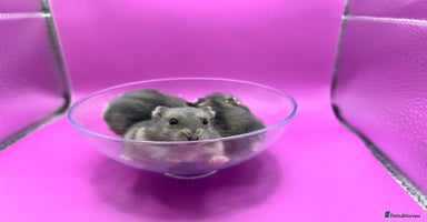 Hamster rodents - Advert 11