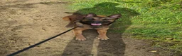 Belgian Shepherd Dog dogs for sale: Belgian Malinois - Advert 5