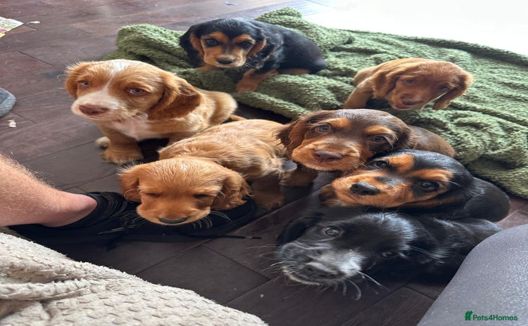 Cocker Spaniel dogs - Advert 15