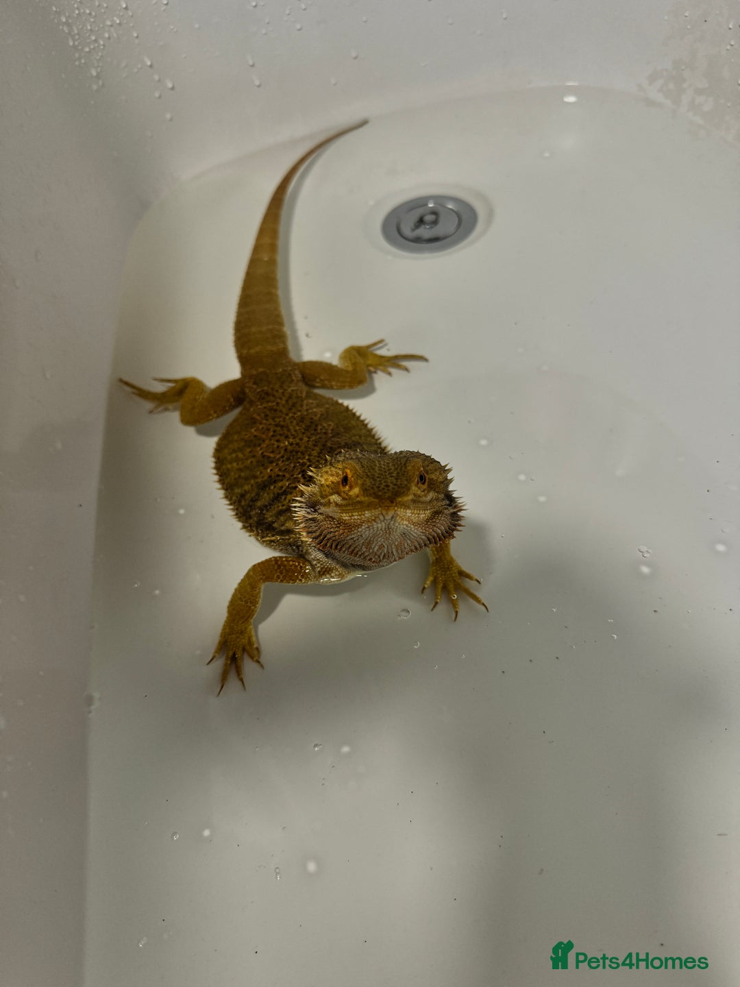 Bearded Dragon reptiles for sale: Bearded Dragon for Sale - Advert 4