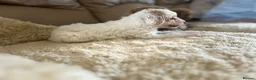 Maltipoo dogs for sale: Quality Maltipoo puppy’s  - Advert 9