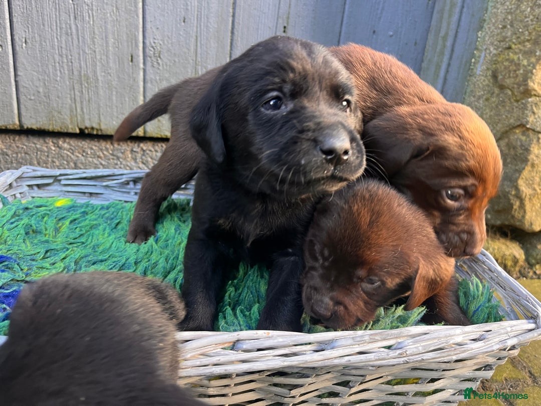 Labrador Retriever dogs for sale: Dual purpose bred Labradors  - Advert 3