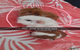 Guinea Pig rodents for sale: Gunipigs babies  - Image 1