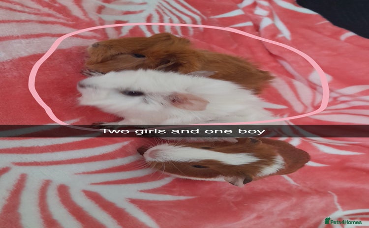 Guinea Pig rodents - Advert 8