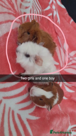 Guinea Pig rodents - Advert 5