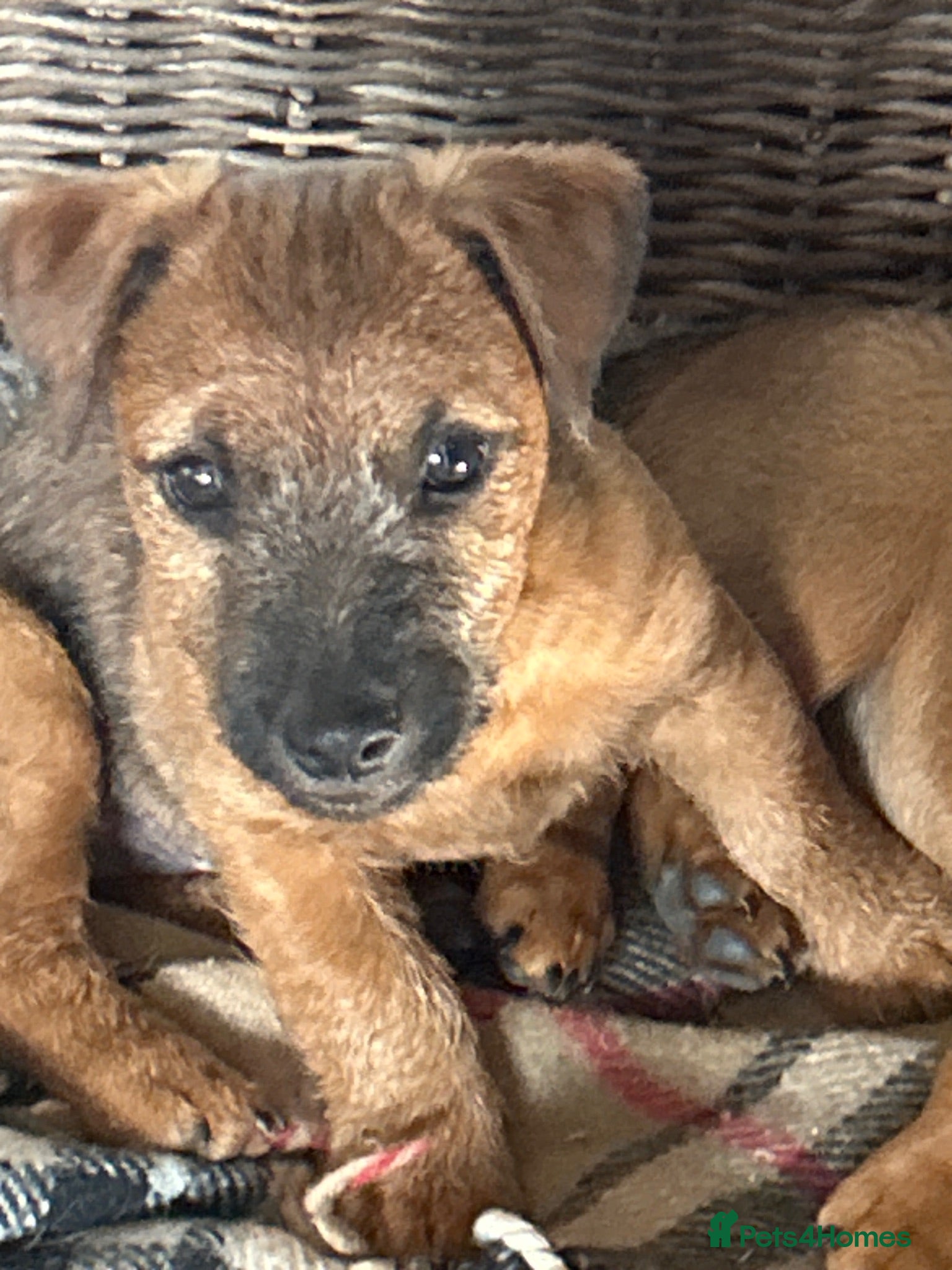 Lakeland Terrier dogs Lakeland puppies for sale - Advert 2