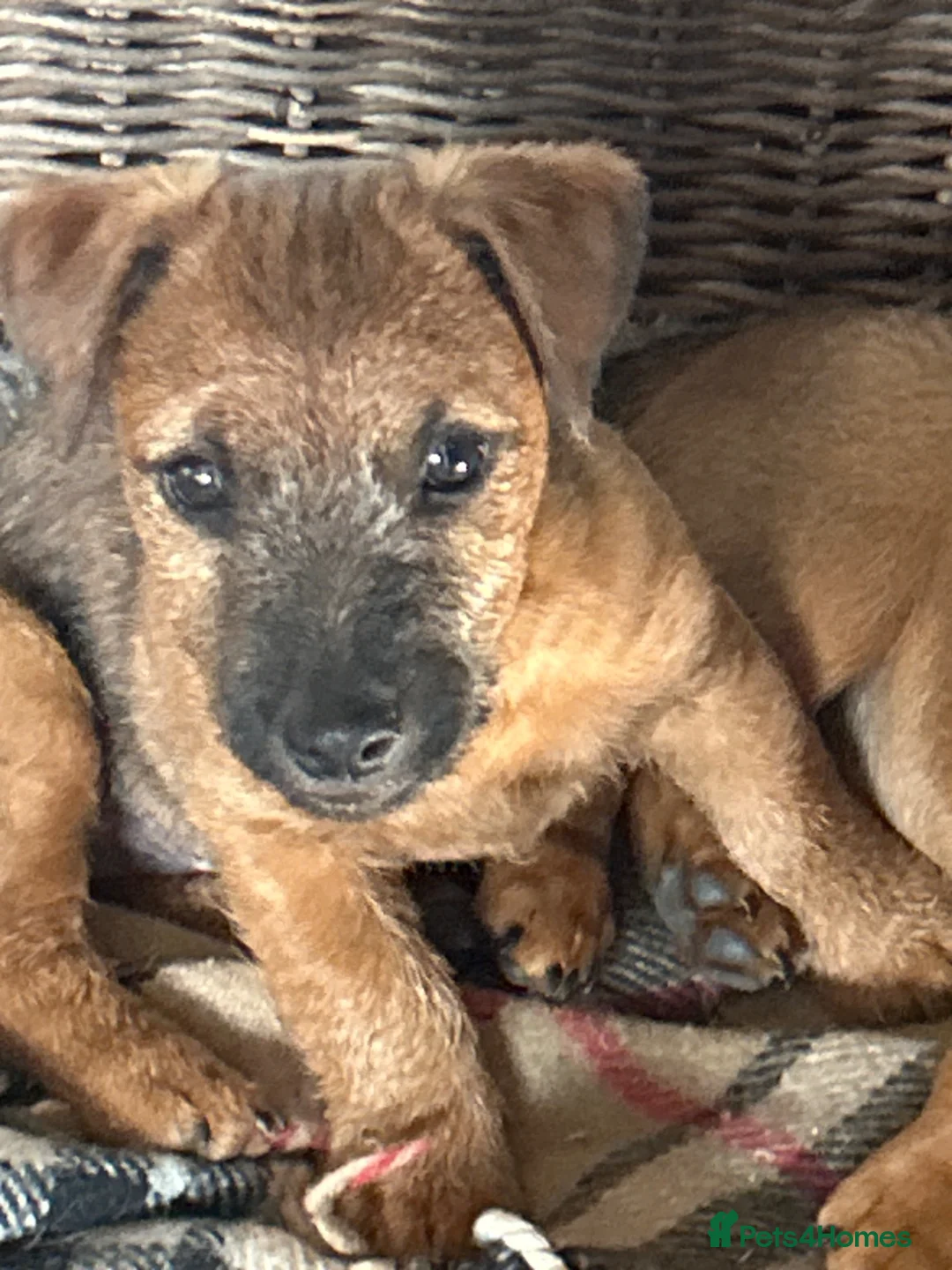 Lakeland Terrier dogs for sale: Lakeland puppies for sale - Advert 2