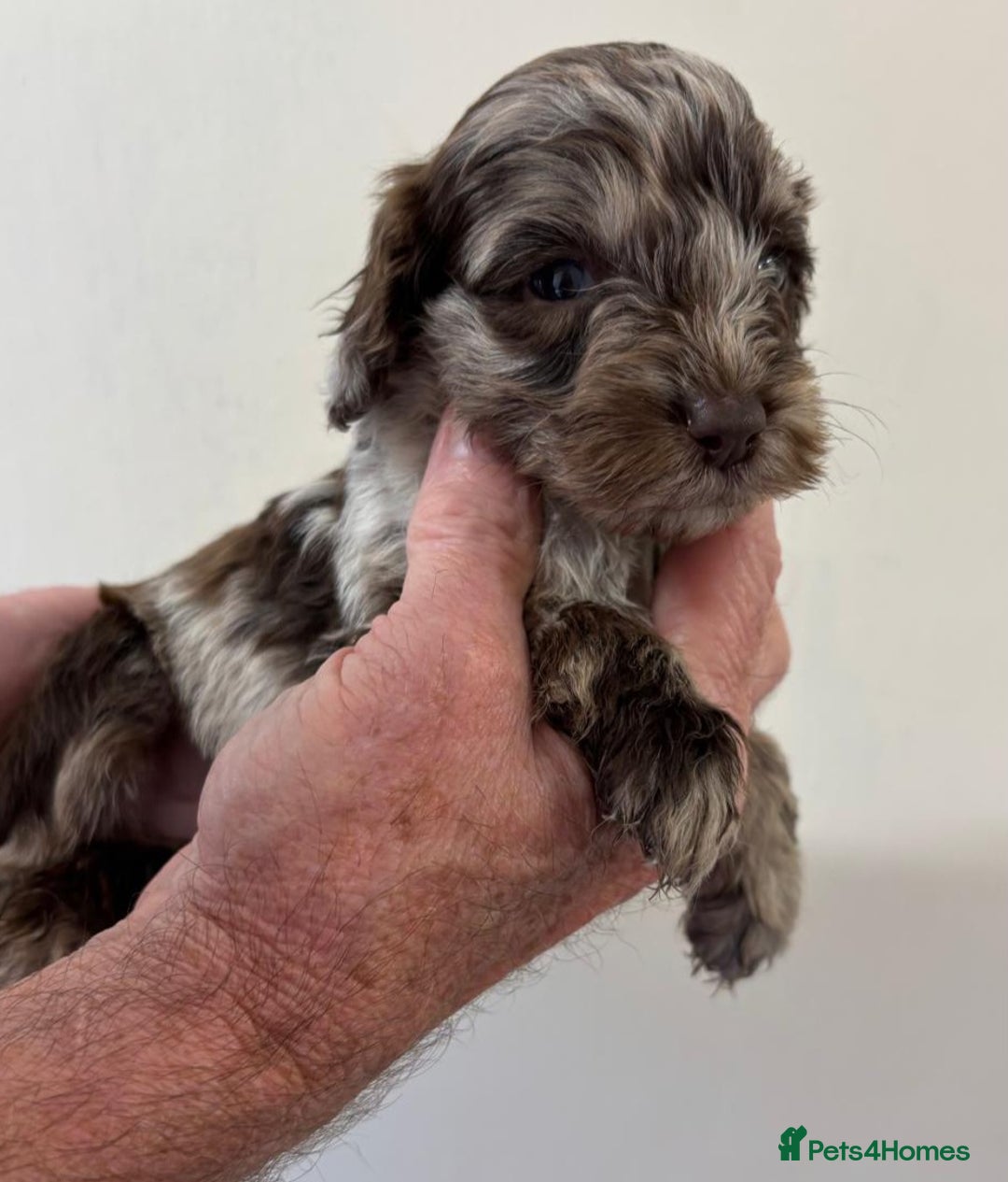 Cockapoo dogs for sale:  f1b chocolate and chocolate merle puppies  - Image 5