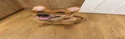 German Shepherd dogs for sale: German Shepherd x Belgian Malinois for rehoming - Advert 2