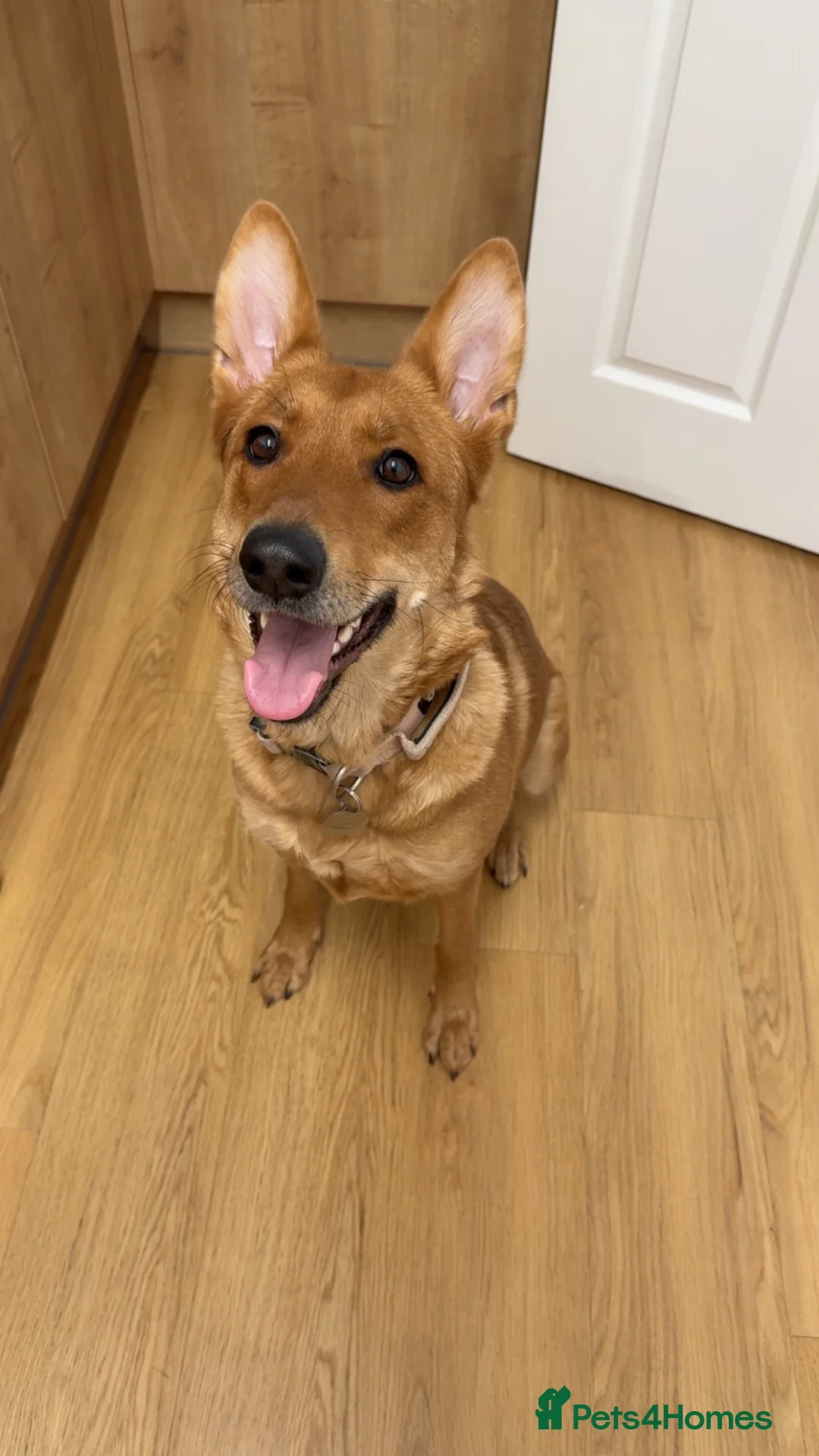 German Shepherd dogs for sale: German Shepherd x Belgian Malinois for rehoming - Advert 2