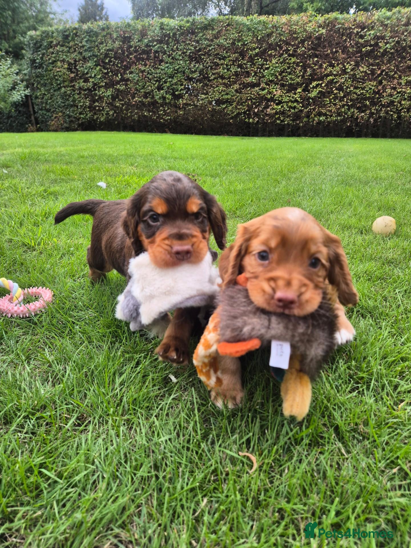 Cocker Spaniel dogs Kc registered working cockers - Advert 1