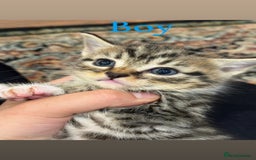 British Shorthair cats for sale: British shorthair mixed with tabby - Image 5