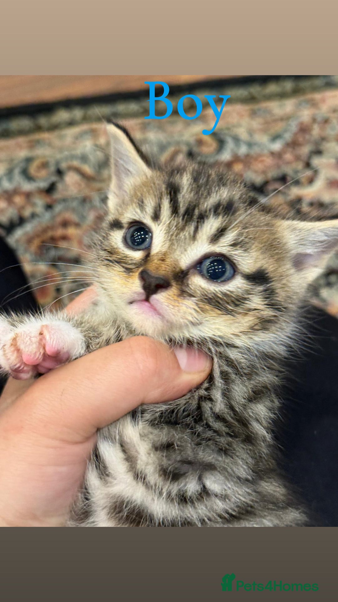 British Shorthair cats for sale: British shorthair mixed with tabby - Image 5