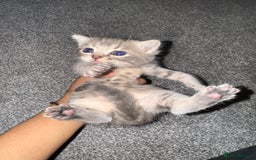 Brazilian Shorthair cats for sale: British shorthairs kittens - Image 16