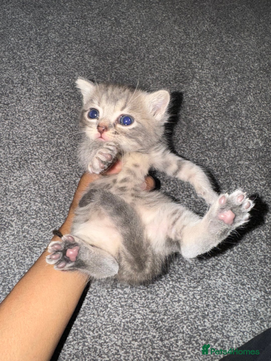 Brazilian Shorthair cats for sale: British shorthairs kittens - Image 16