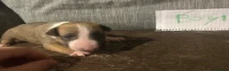 English Bull Terrier dogs for sale: English bullterrier puppies  - Advert 6