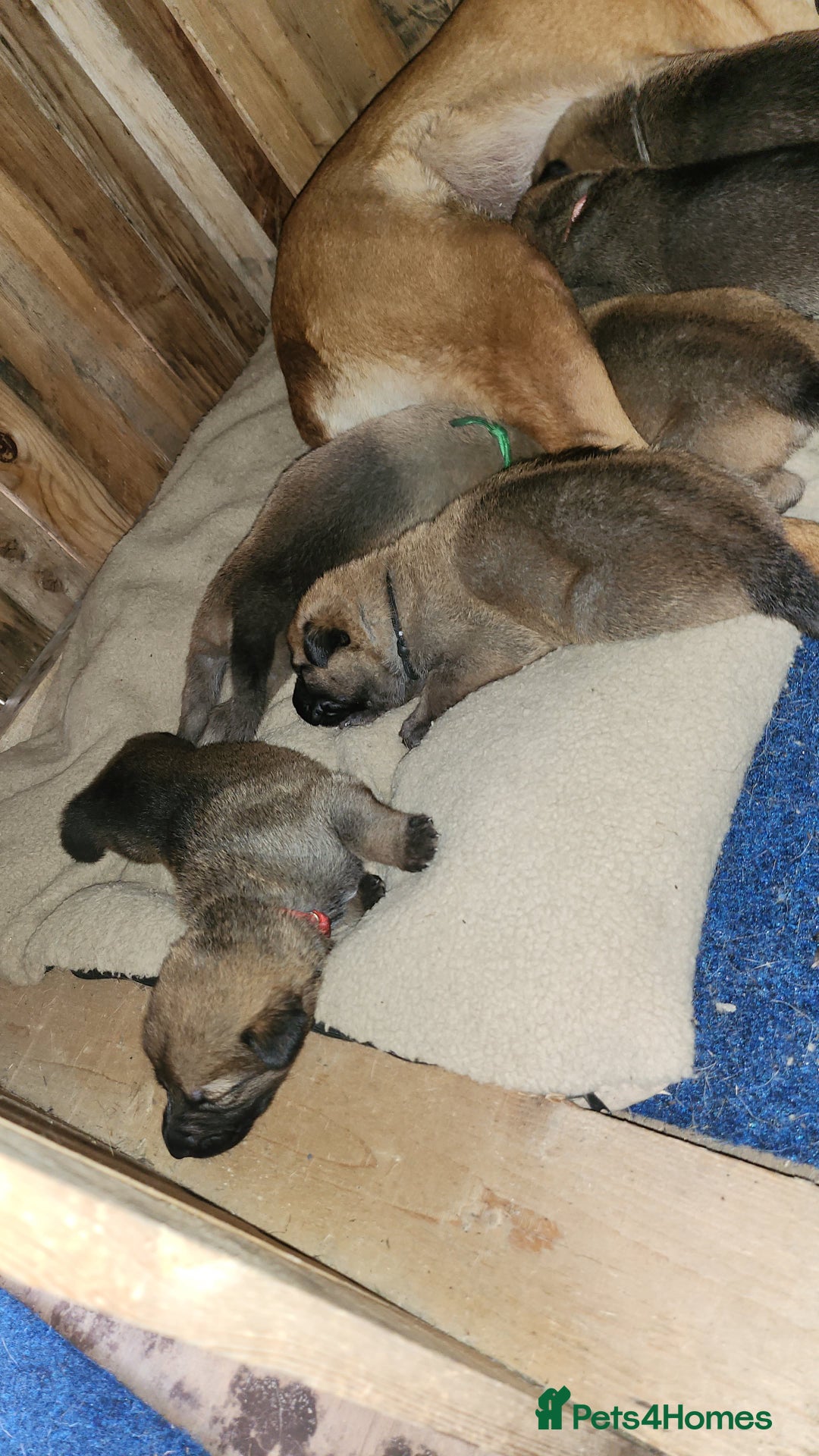 Belgian Shepherd Dog dogs for sale: Belgian malinois  - Image 5
