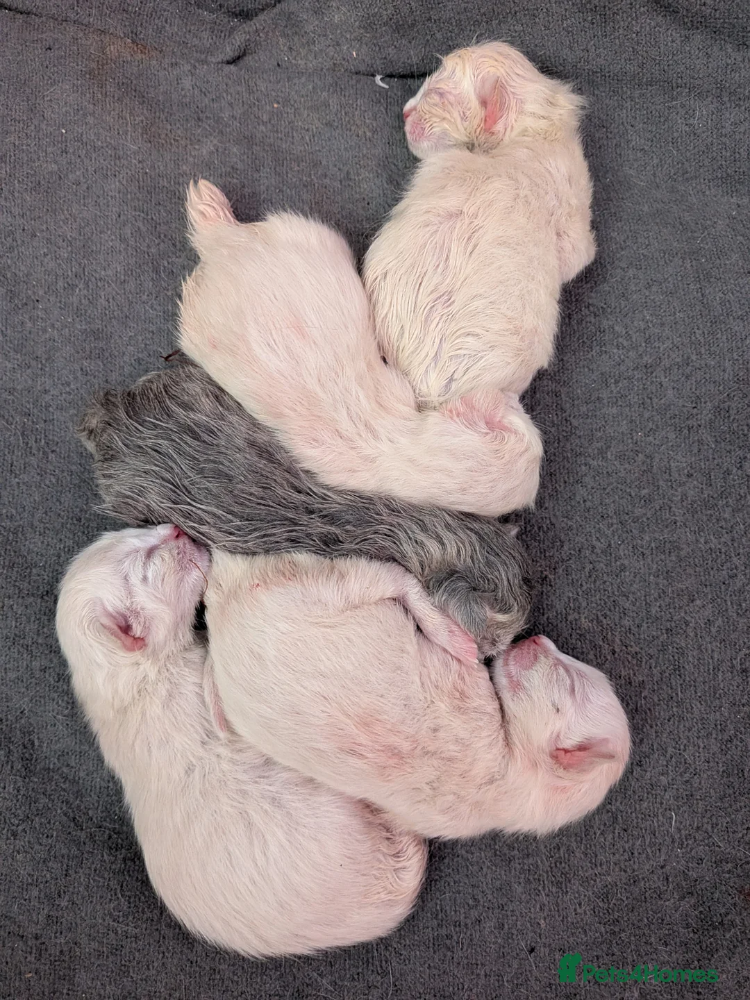 Maine Coon cats for sale: 5 mainecoon kittens - Advert 10