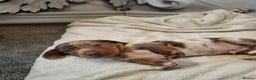 Dachshund dogs for sale: Dachshunds pups - Advert 1