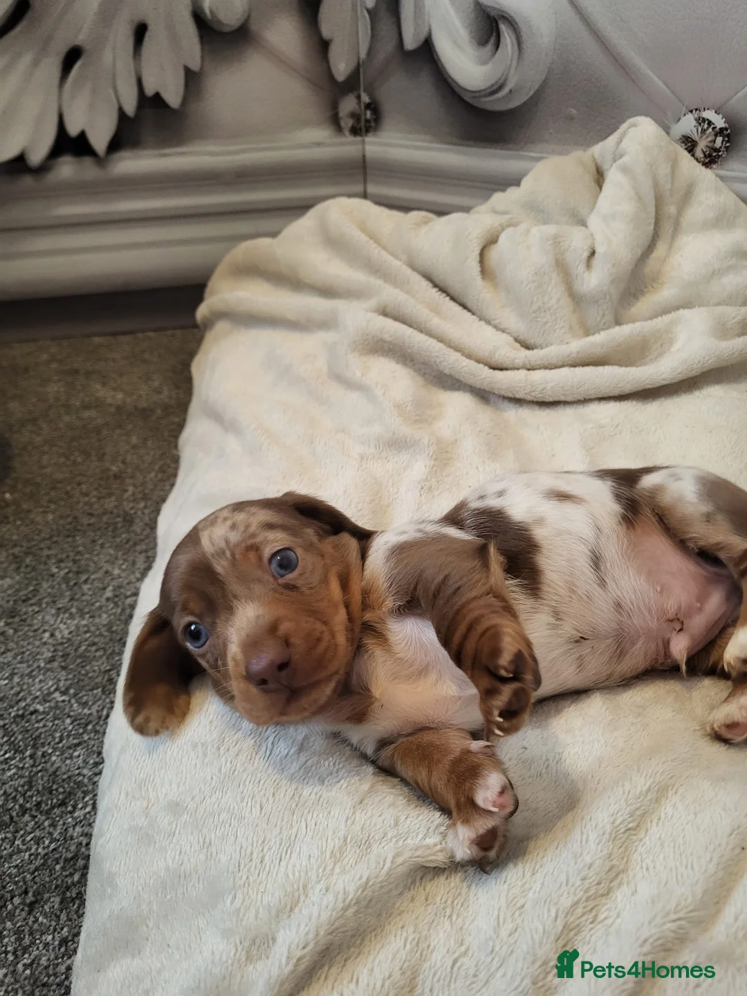 Dachshund dogs for sale: Dachshunds pups - Advert 1
