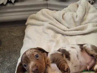 Dachshund dogs Dachshunds pups - Advert 14