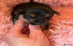 Jack Russell dogs for sale: Trad.working family short legged Jack Russell  - Advert 15