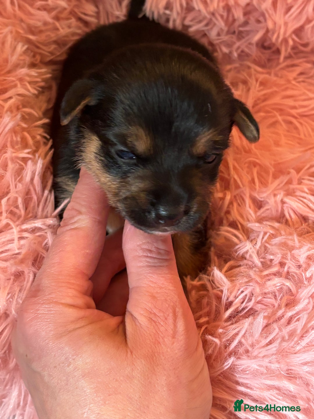 Jack Russell dogs for sale: Trad.working family short legged Jack Russell  - Advert 15