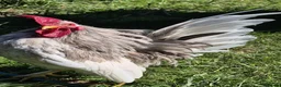 Chickens poultry for sale: Serema blue silkie cockerel  in Canterbury - Advert 1