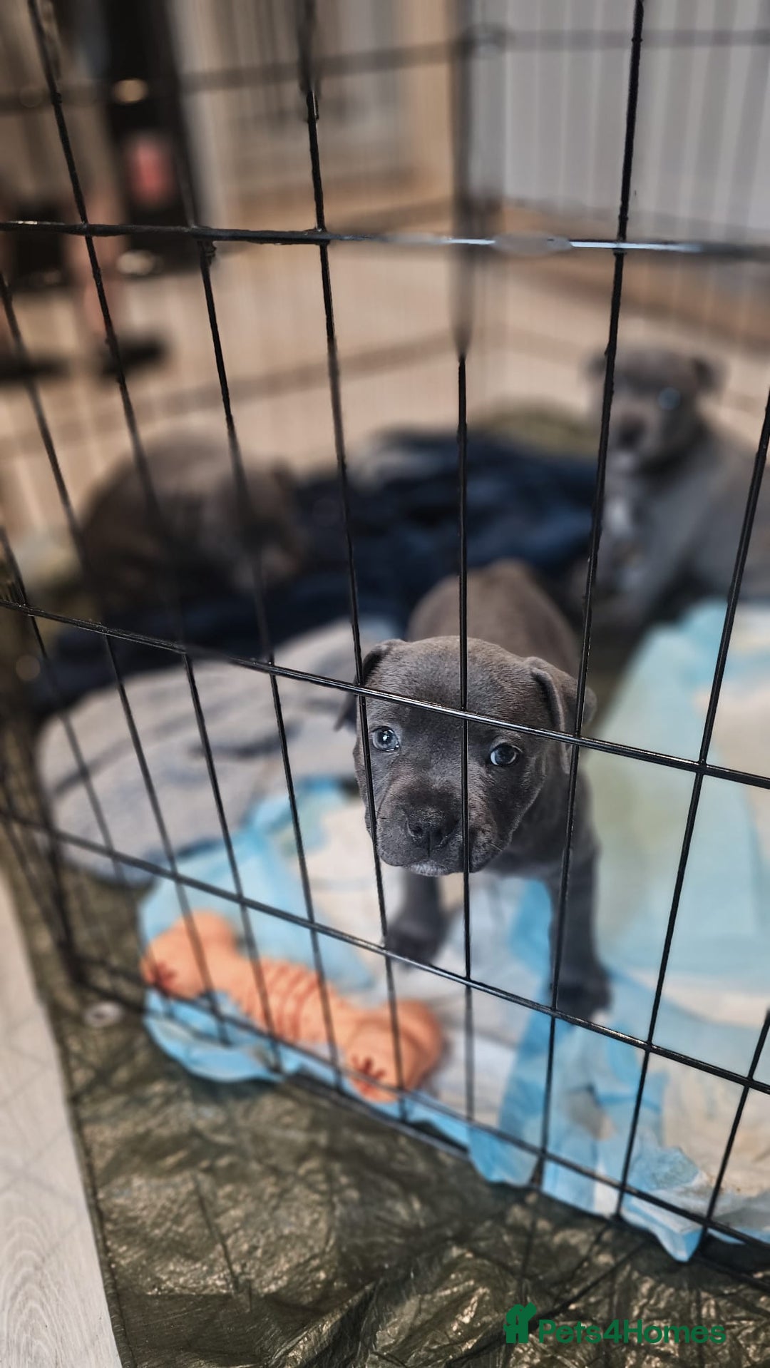 Staffordshire Bull Terrier dogs for sale: **COLLECT SAT 02/08**Blue Staffs KC Registered - Image 29
