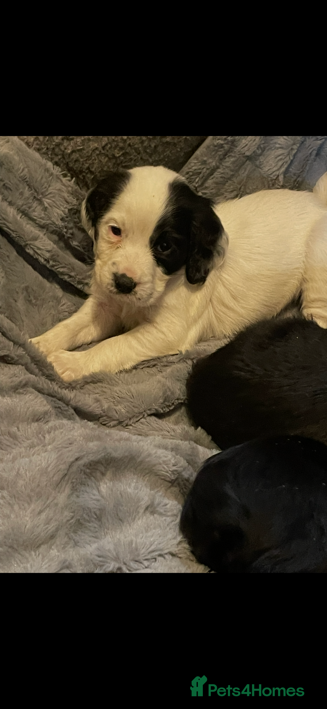 Cocker Spaniel dogs for sale: KC Registered Cocker Spaniels  - Image 15