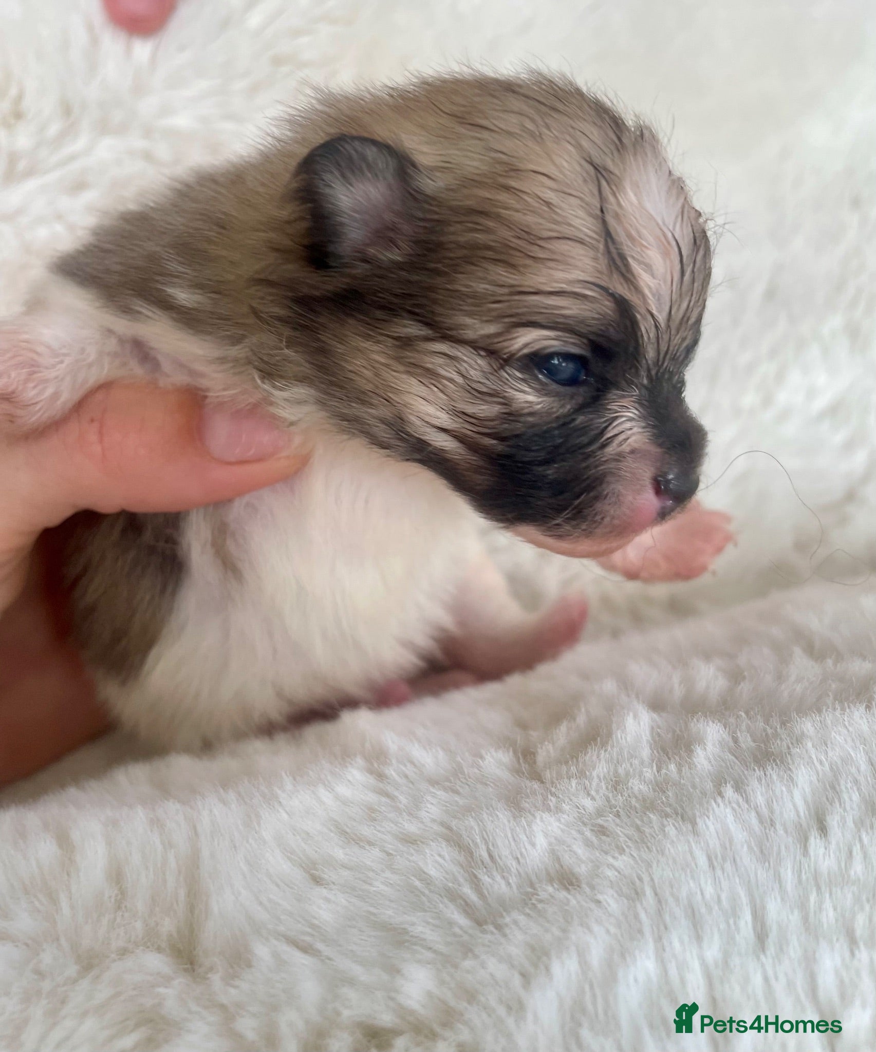 Pomeranian dogs Outstanding KC Tiny baby Poms puppies  - Advert 3