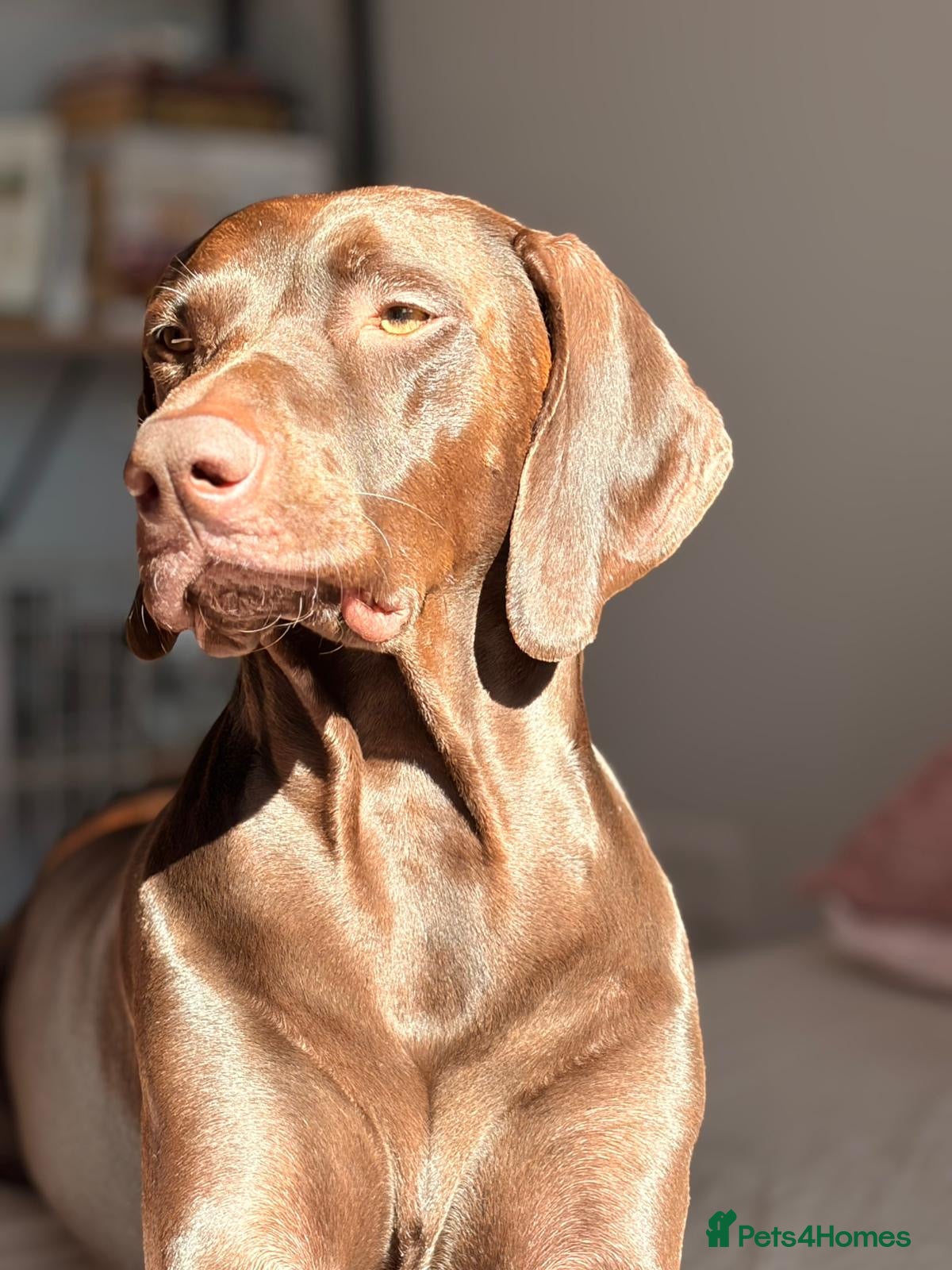 Mixed Breed dogs hungarian vizsla x german pointer pups  - Advert 1