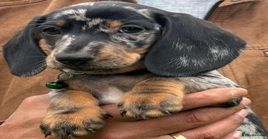 Miniature Dachshund dogs - Advert 16