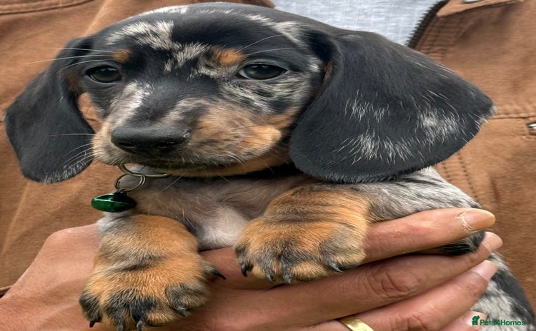 Miniature Dachshund dogs - Advert 15