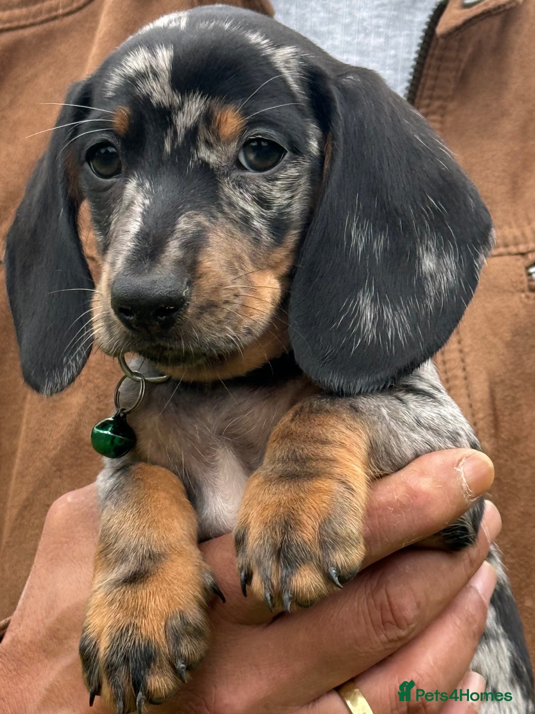 Miniature Dachshund dogs for sale:  Ready To Go Today Last Two -Lucy and Theodore  - Image 2