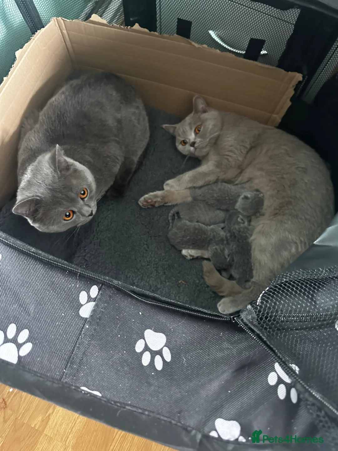 British Shorthair cats for sale: 4 beautiful bsh chunky kittens for sale  in Waltham Cross - Advert 1