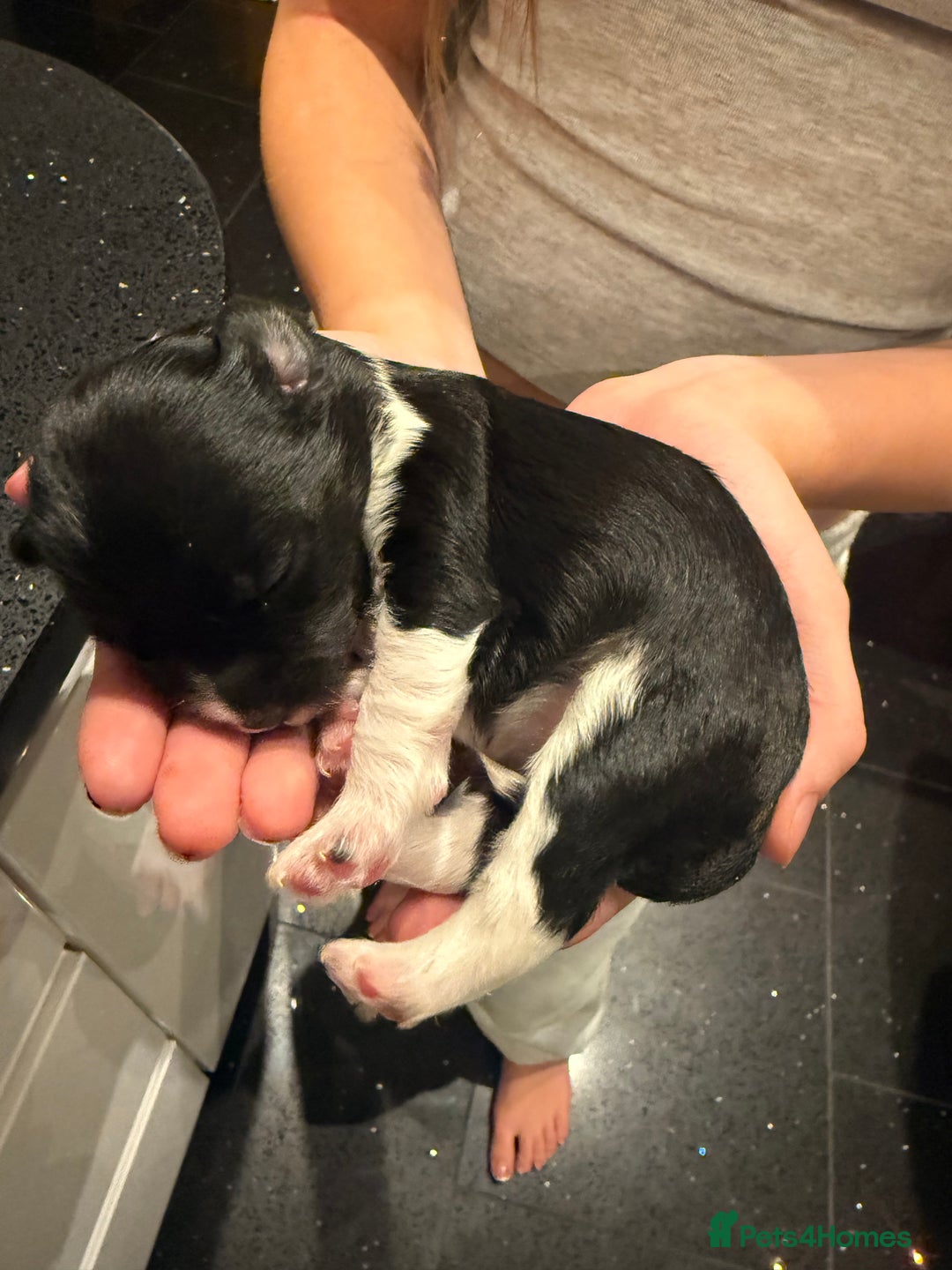 Mixed Breed dogs for sale: Stunning Merle chihuahua 2 girls ready 22nd dec - Advert 28