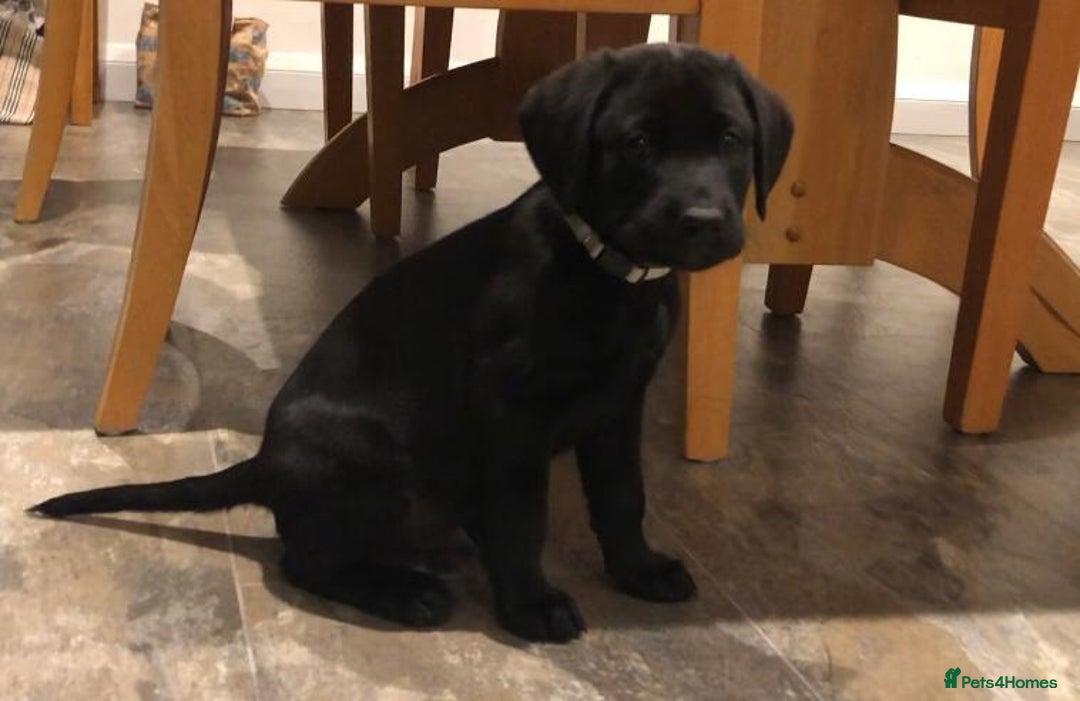 Labrador Retriever dogs for sale: Labrador Puppies for Sale - ready 28th September - Image 5